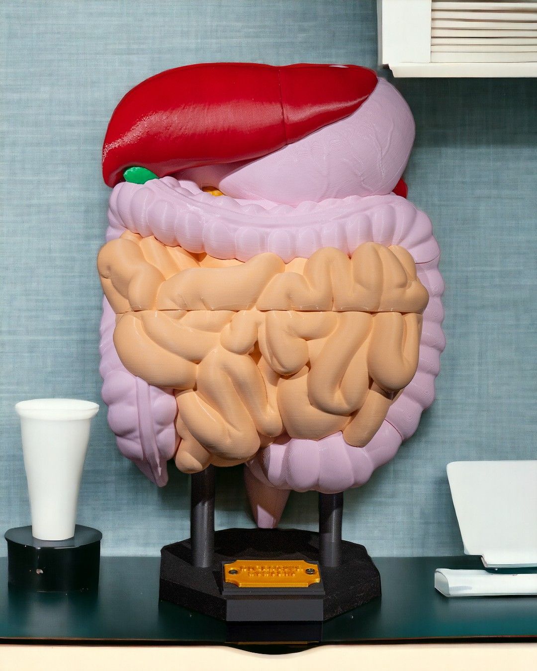 🩺 Digestive System Anatomical Model