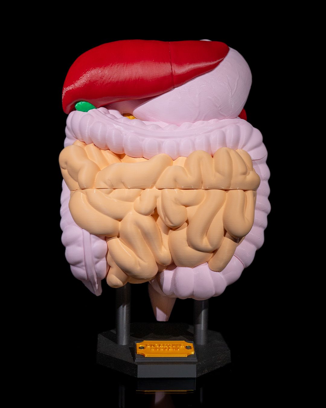 🩺 Digestive System Anatomical Model