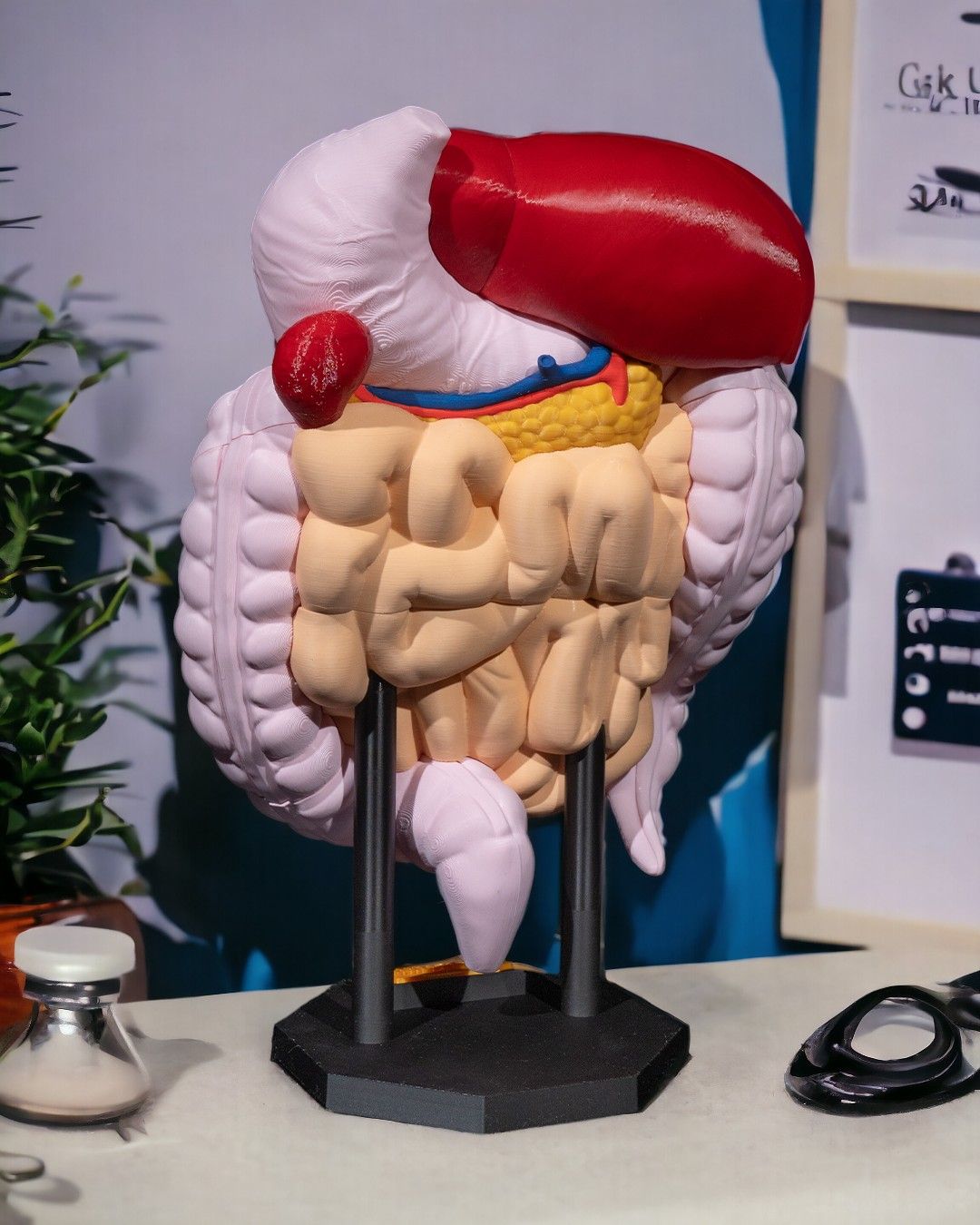 🩺 Digestive System Anatomical Model