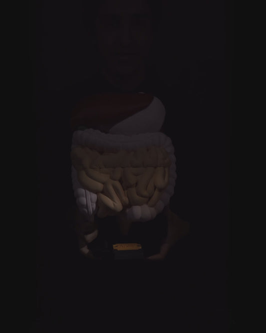 🩺 Digestive System Anatomical Model