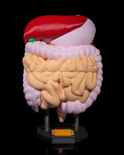 🩺 Digestive System Anatomical Model