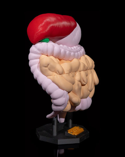 🩺 Digestive System Anatomical Model