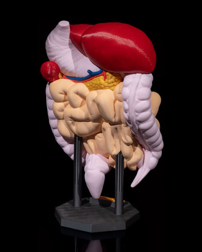 🩺 Digestive System Anatomical Model