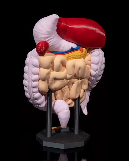 🩺 Digestive System Anatomical Model
