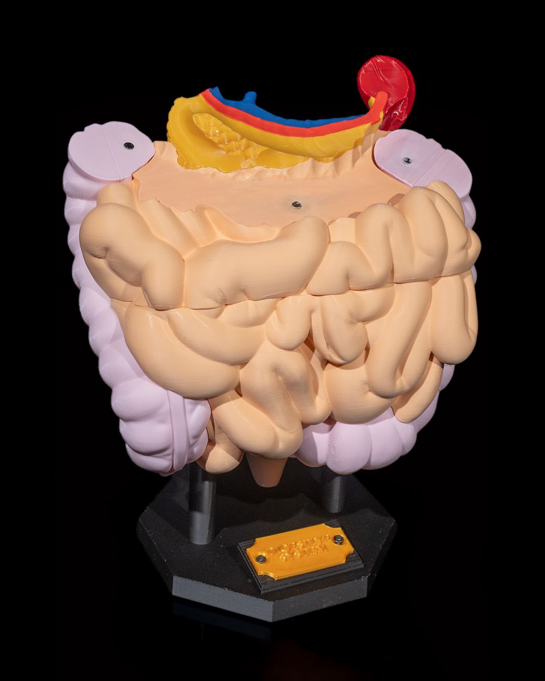 🩺 Digestive System Anatomical Model