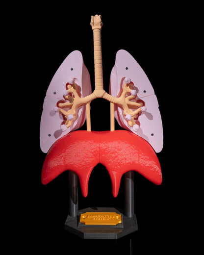 Lung Anatomical Model