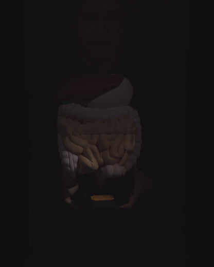 🩺 Digestive System Anatomical Model